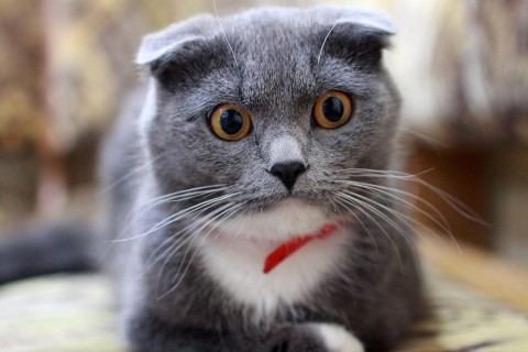 Бывает и такое: реакция кошек на хозяйку пришедшую с корпоратива развеселила пользователей Сети