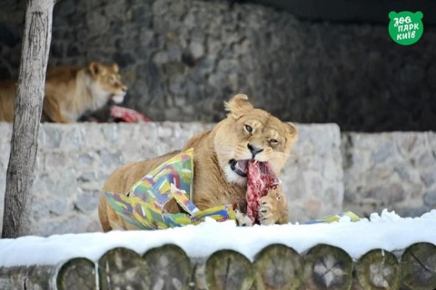 С праздничным квестом и подарками: в киевском зоопарке отмечают день рождения сразу четыре льва