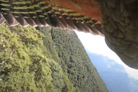 Невероятно красиво: в Новой Зеландии попугай украл камеру и заснял на нее свой полет